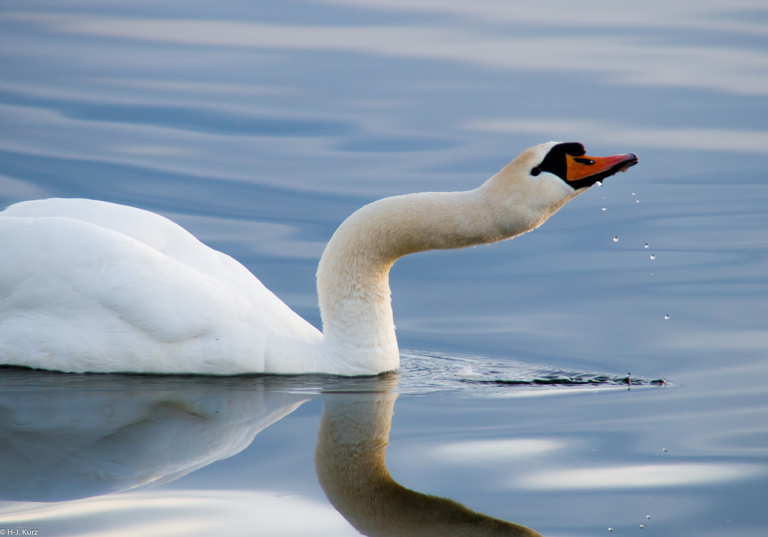 Der durstige Schwan.