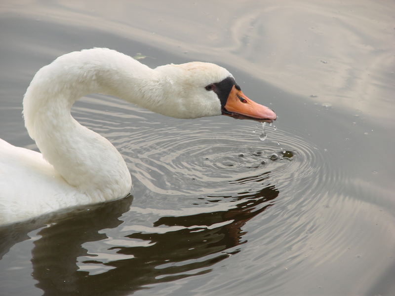 Der durstige Schwan