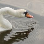 Der durstige Schwan