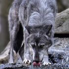 Der durstige Wolf....