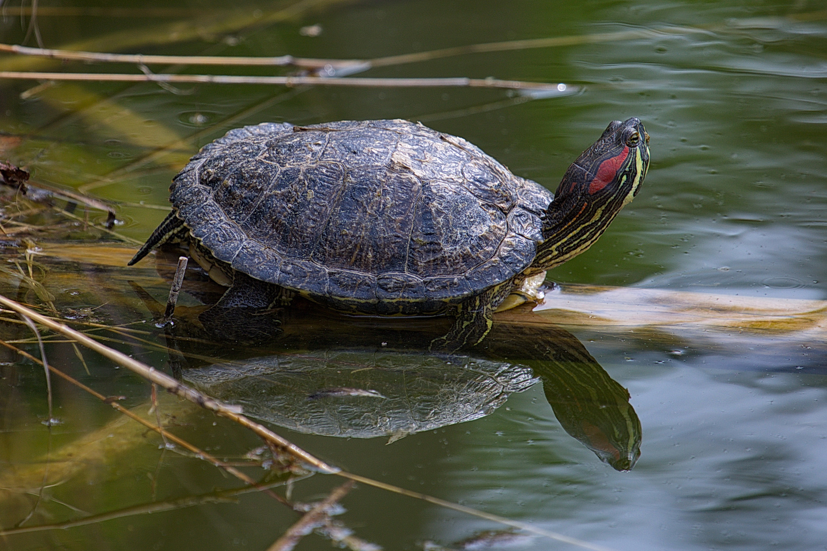 Der dynamische Sprung ins Wasser