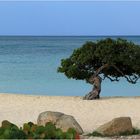 Der Eagle Beach auf Aruba