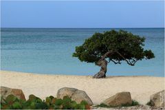 Der Eagle Beach auf Aruba