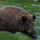 Der Eber beim baden