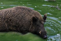 Der Eber beim baden