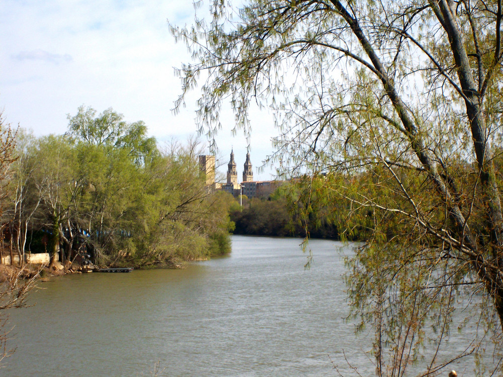 der Eber in Logroño