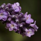 Der "Echte Lavendel" (Lavandula angustifolia)