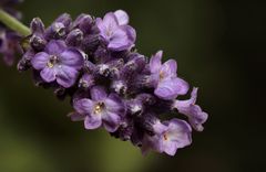 Der "Echte Lavendel" (Lavandula angustifolia)