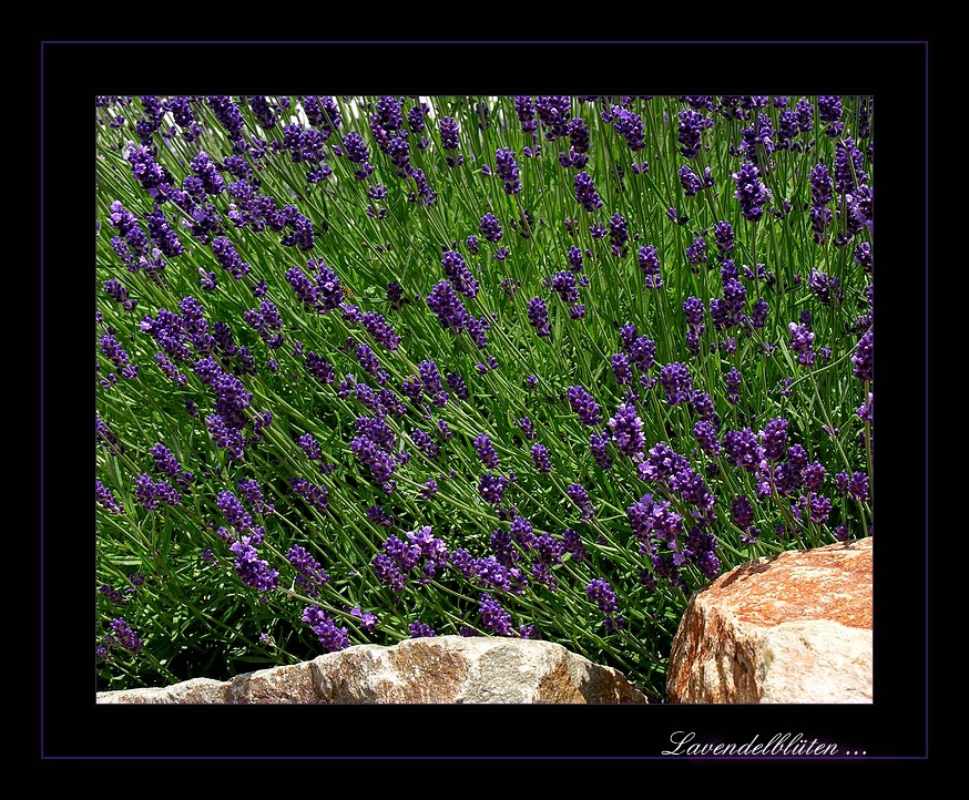 Der Echte Lavendel (Lavandula angustifolia)