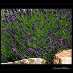 Der Echte Lavendel (Lavandula angustifolia)