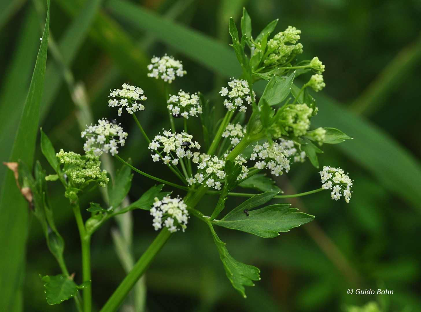 Der Echte Sellerie (Apium graveolens)