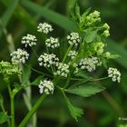 Der Echte Sellerie (Apium graveolens)