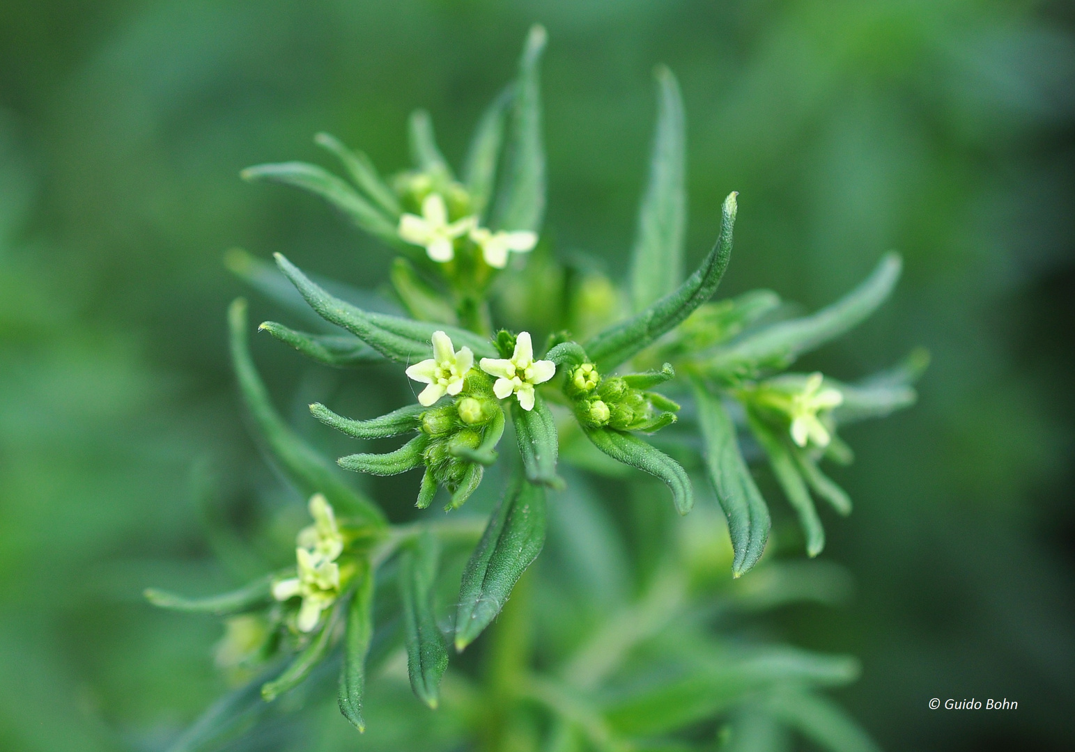 Der Echte Steinsame (Lithospermum officinale)