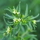 Der Echte Steinsame (Lithospermum officinale)