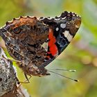 Der edle Admiral (Vanessa atalanta) ...