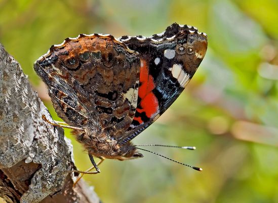 Der edle Admiral (Vanessa atalanta) ...