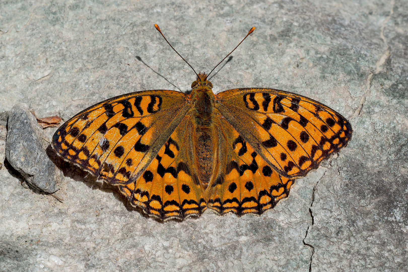 Der edle Feurige Perlmutterfalter (Argynnis adippe).