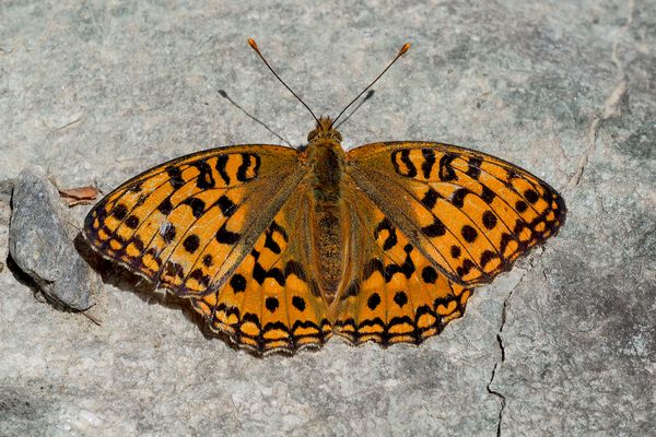 Der edle Feurige Perlmutterfalter (Argynnis adippe).