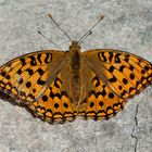 Der edle Feurige Perlmutterfalter (Argynnis adippe).