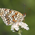 Der edle Flockenblumen-Scheckenfalter (Melitaea phoebe) - Le Grand Damier.