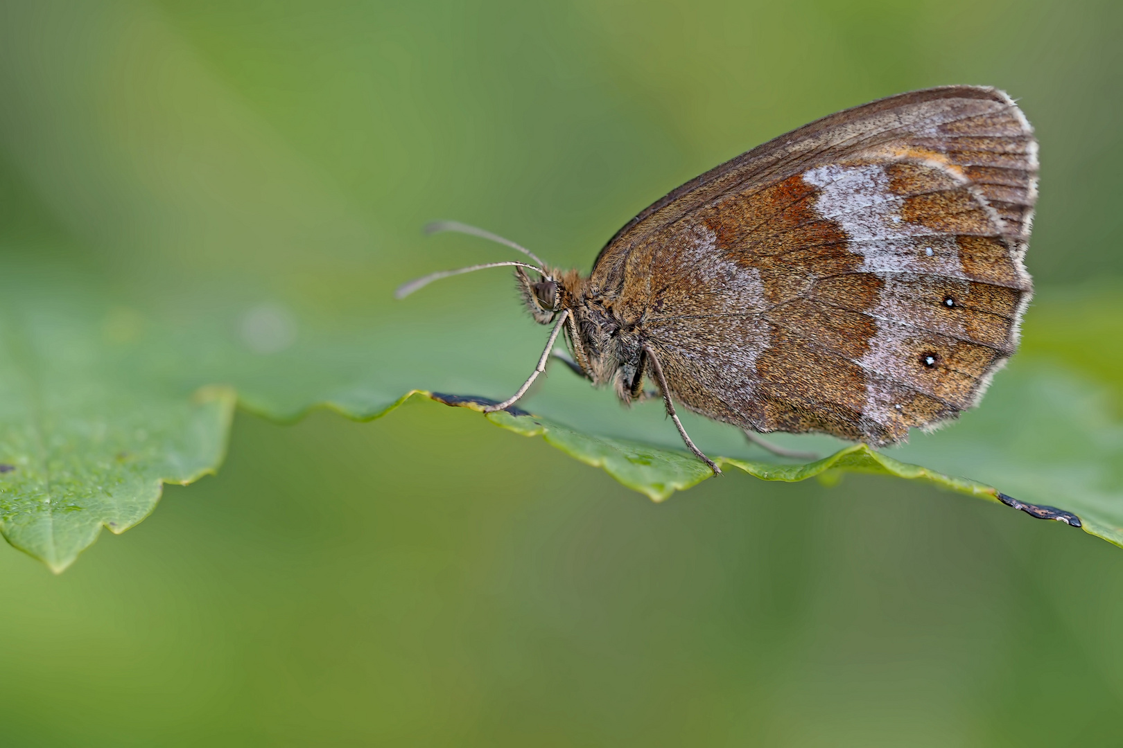 Der edle Graubindige Mohrenfalter (Erebia aethiops)  1. Foto