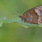 Der edle Graubindige Mohrenfalter (Erebia aethiops)  1. Foto