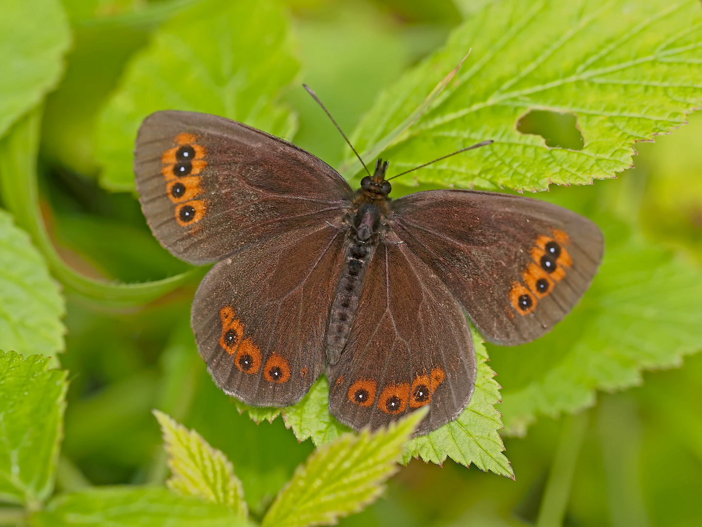 Der edle Graubindige Mohrenfalter (Erebia aethiops)  2. Foto