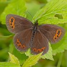 Der edle Graubindige Mohrenfalter (Erebia aethiops)  2. Foto