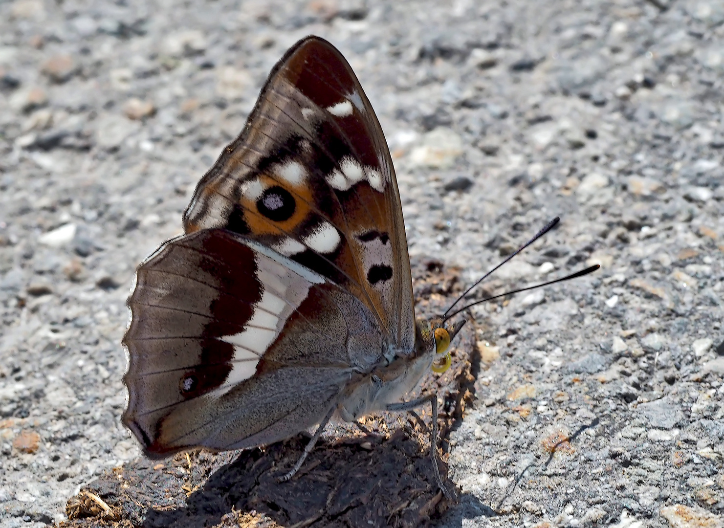 Der edle Grosse Schillerfalter (Apatura iris) - Le Grand Mars changeant.