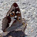 Der edle Grosse Schillerfalter (Apatura iris) - Le Grand Mars changeant.