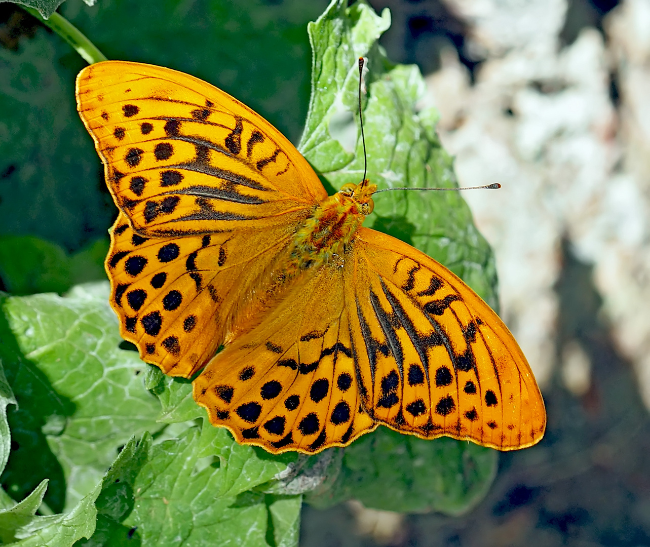 Der edle Kaisermantel (Argynnis paphia)!