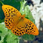 Der edle Kaisermantel (Argynnis paphia)!