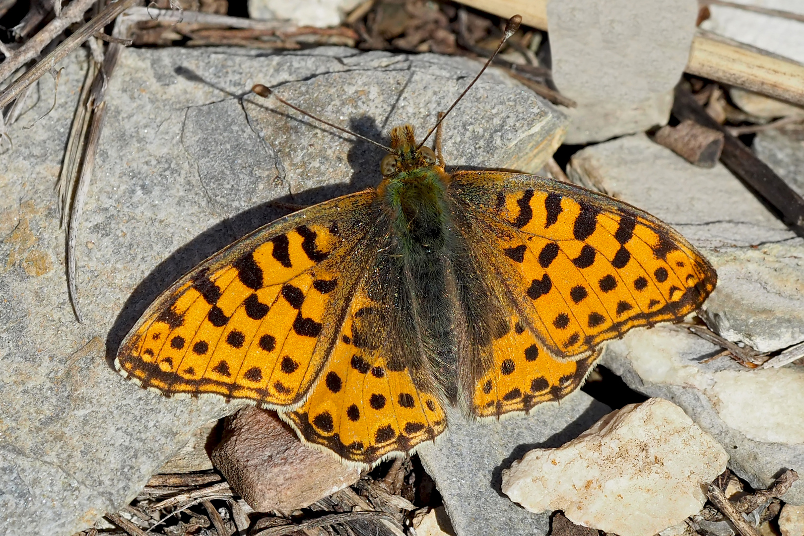 Der edle Kleine Perlmutterfalter (Issoria lathonia) - Le Petit nacré. 