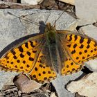 Der edle Kleine Perlmutterfalter (Issoria lathonia) - Le Petit nacré. 