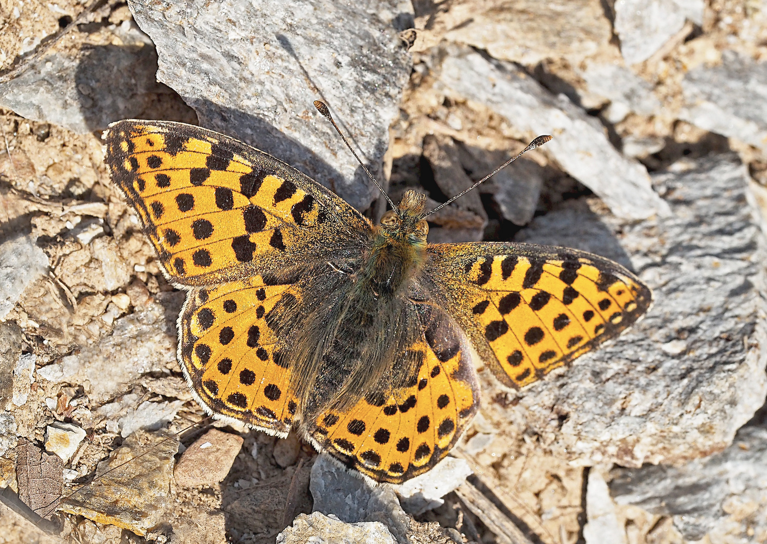 Der edle Kleine Perlmutterfalter (Issoria lathonia) - Le Petit nacré.