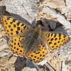 Der edle Kleine Perlmutterfalter (Issoria lathonia) - Le Petit nacré.