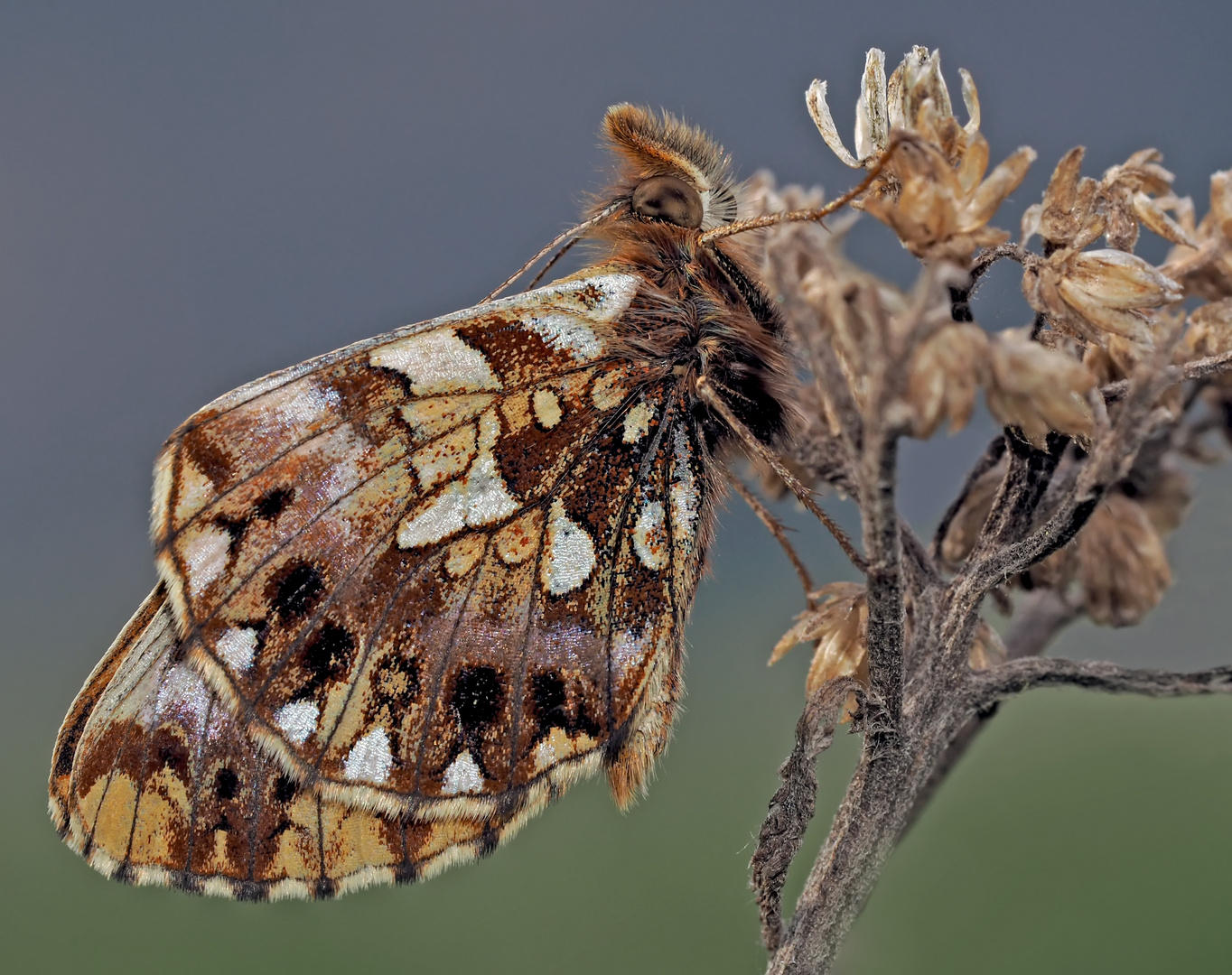 Der edle Magerrasen-Perlmutterfalter (Boloria dia) - La Petite Violette..!