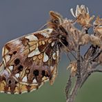 Der edle Magerrasen-Perlmutterfalter (Boloria dia) - La Petite Violette..!