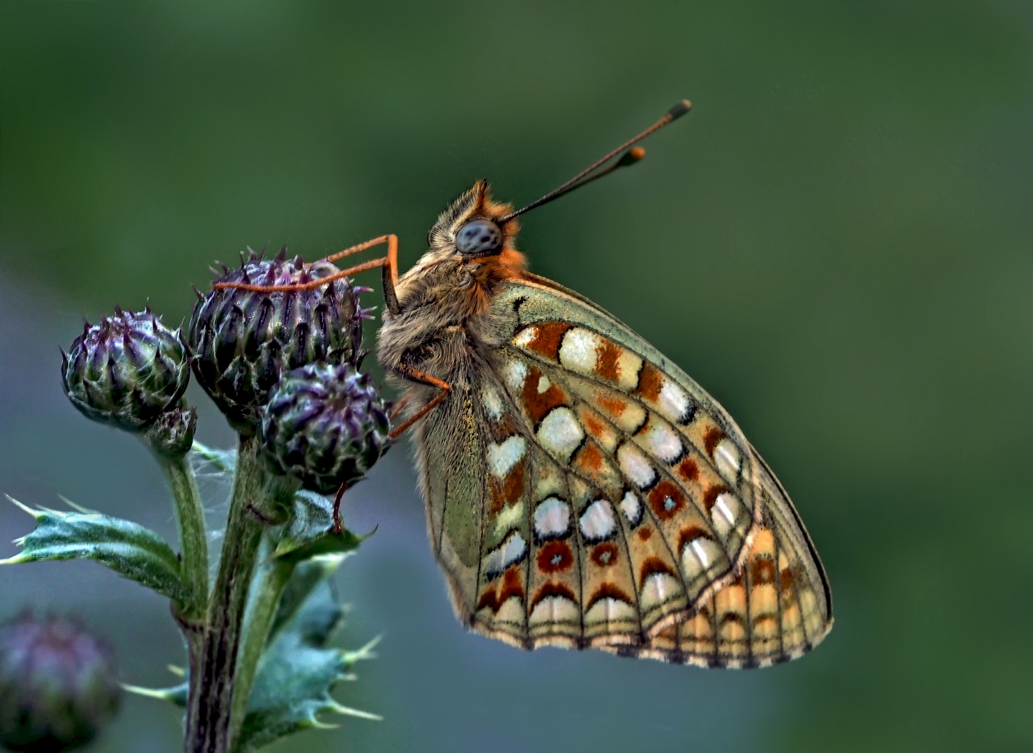 Der edle Mittlere Perlmuttfalter (Argynnis niobe). - Le Chiffre.