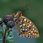 Der edle Mittlere Perlmuttfalter (Argynnis niobe). - Le Chiffre.