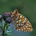 Der edle Mittlere Perlmuttfalter (Argynnis niobe). - Le Chiffre.