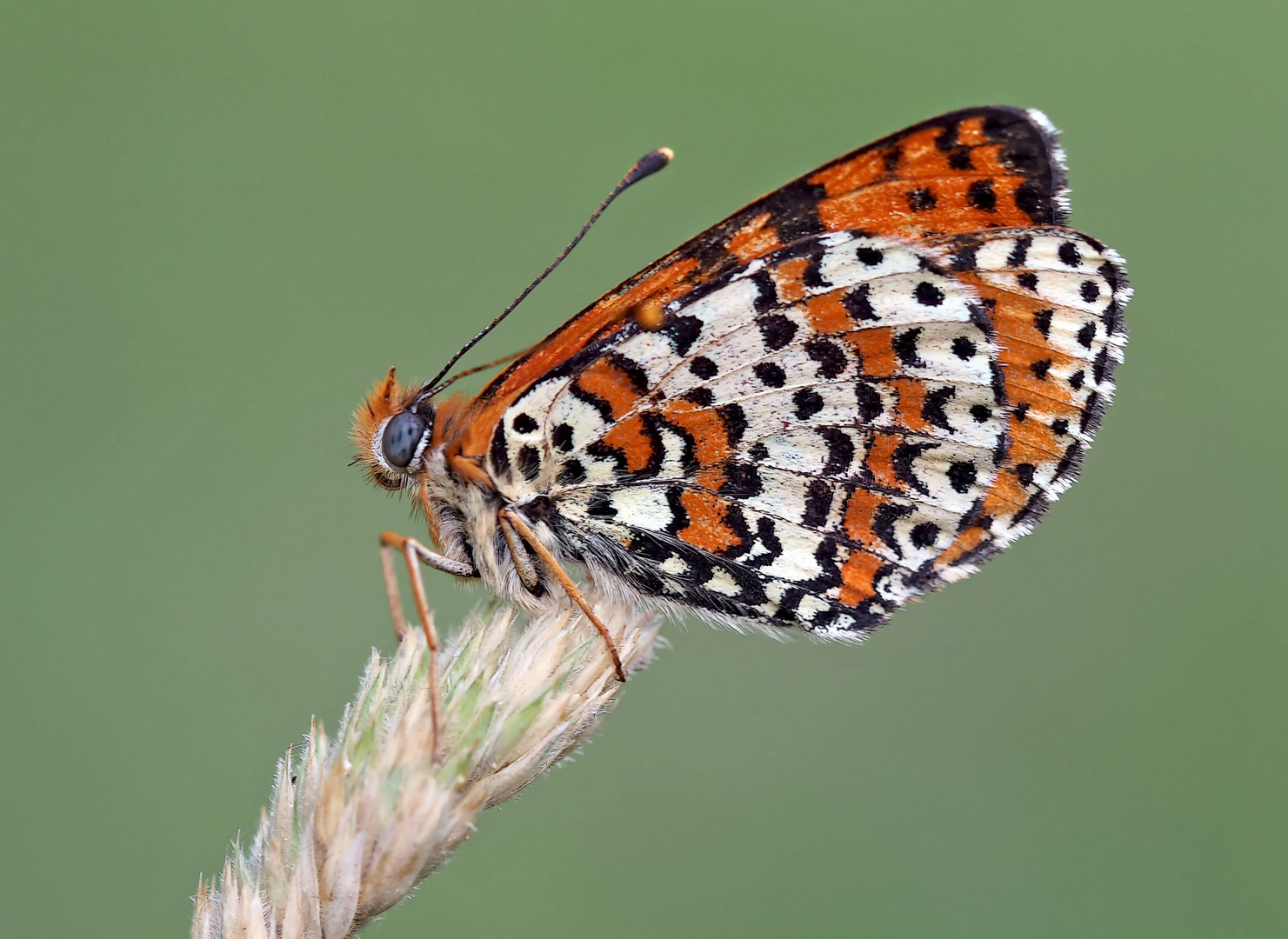 Der edle Rote Scheckenfalter (Melitaea didyma) - La Mélitée orangée.