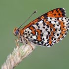 Der edle Rote Scheckenfalter (Melitaea didyma) - La Mélitée orangée.