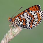 Der edle Rote Scheckenfalter (Melitaea didyma) - La Mélitée orangée.