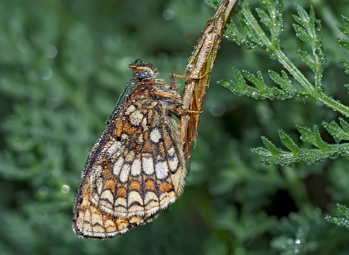 Der Edle, schlafend und verregnet! * - Le Grand Damier dort et se laisse laver par la pluie...