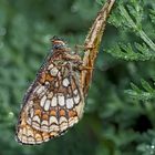 Der Edle, schlafend und verregnet! * - Le Grand Damier dort et se laisse laver par la pluie...