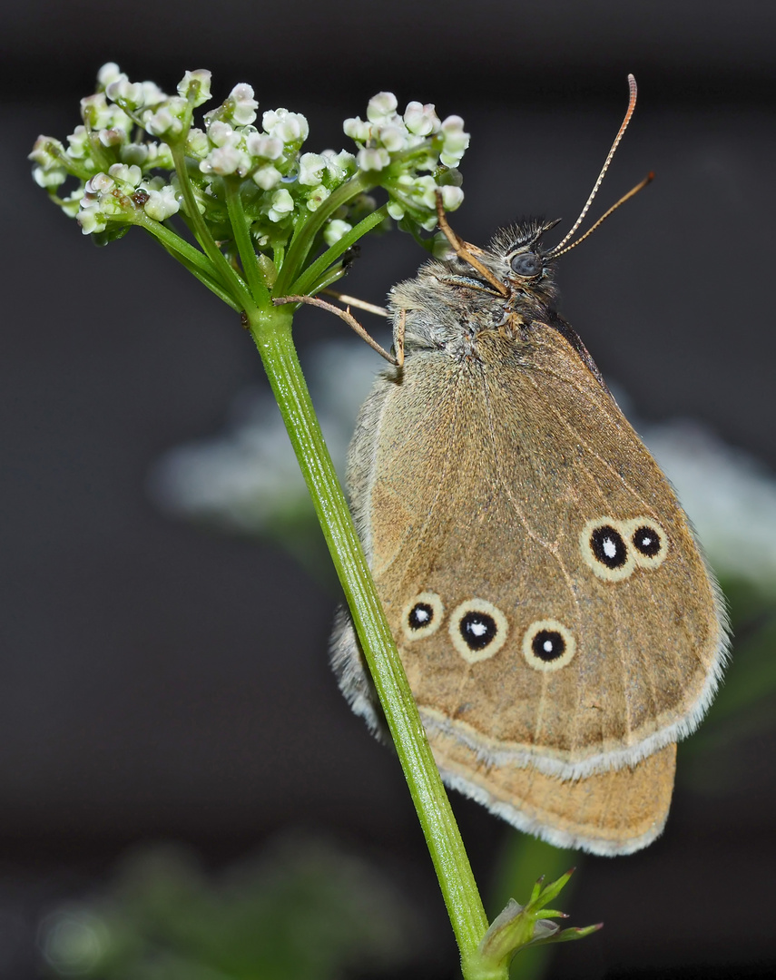 Der edle Schornsteinfeger (Aphantopus hyperantus). * - Le Tristan.