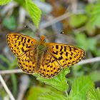 Der edle Siberfleck-Perlmuttfalter (Boloria euphrosyne).