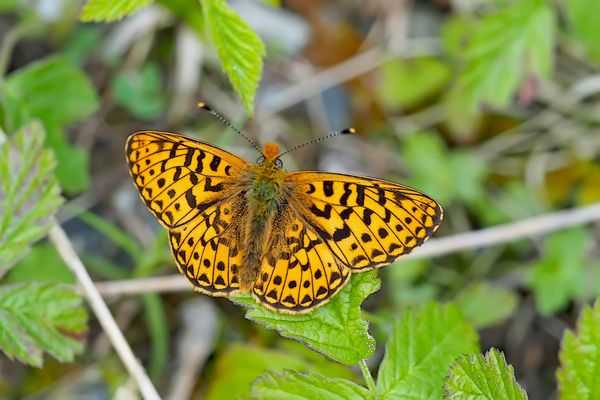 Der edle Siberfleck-Perlmuttfalter (Boloria euphrosyne).