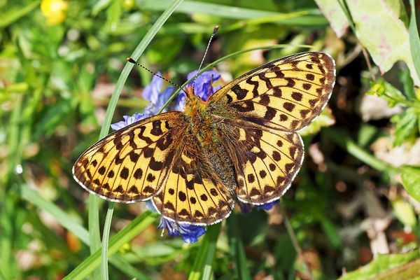 Der edle Siberfleck-Perlmuttfalter (Boloria euphrosyne)